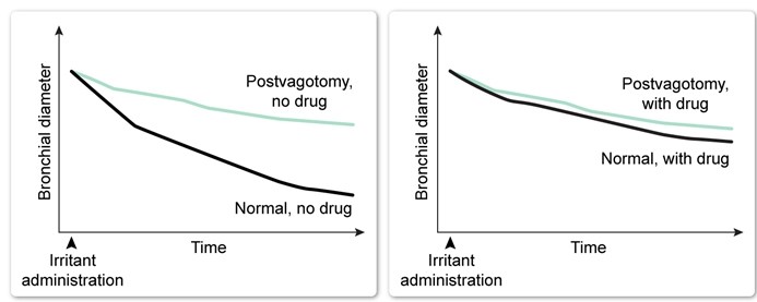 A pharmaceutical researcher is studying a new drug being developed for treatment of asthma that works by reversing irritant-induced bronchoconstriction.  Laboratory guinea pigs are divided into 2 groups: a postvagotomy (complete transection of the vagus nerve)  group and a normal study group.  Both groups are exposed to irritants without receiving the study medication, and changes in bronchial diameters are recorded.  Subsequently, both groups are exposed again to the irritants but are also given the study drug.   The study drug is most likely similar to which of the following medications? A) Albuterol B) Flunisolide C) Ipratropium D) Nifedipine E) Theophylline F) Zileuton