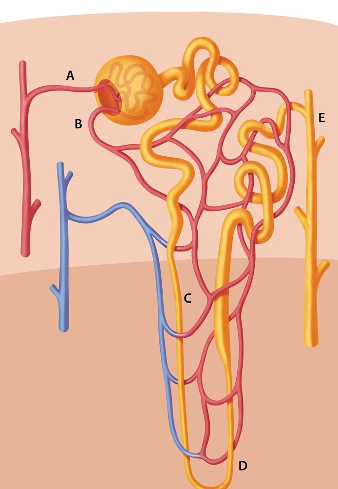 A 64-year-old man comes to the office after learning at the dentist's office that he has elevated blood pressure.  The patient is a combat veteran and has always been  fit as a bull.   He has undergone various minor surgical procedures for wartime injuries.  He reports many years of tobacco and alcohol use but currently uses neither.  On careful questioning, he describes chest pain on exertion.  Blood pressure is 155/90 mm Hg and pulse is 76/min.  Physical examination is significant for decreased pulse amplitude over the right femoral artery and a systolic bruit over the left carotid artery.  Resting ECG is unremarkable, and serum creatinine is 1.1 mg/dL.  Urinalysis is negative for protein.  Treatment for hypertension is initiated with ramipril.  On a follow-up visit 3 weeks later, blood pressure is 142/85 mm Hg but serum creatinine has increased to 2 mg/dL.  This laboratory finding is best explained by an effect of the drug on which of the following structures (as indicated in the image) ?   A) A B) B C) C D) D E) E
