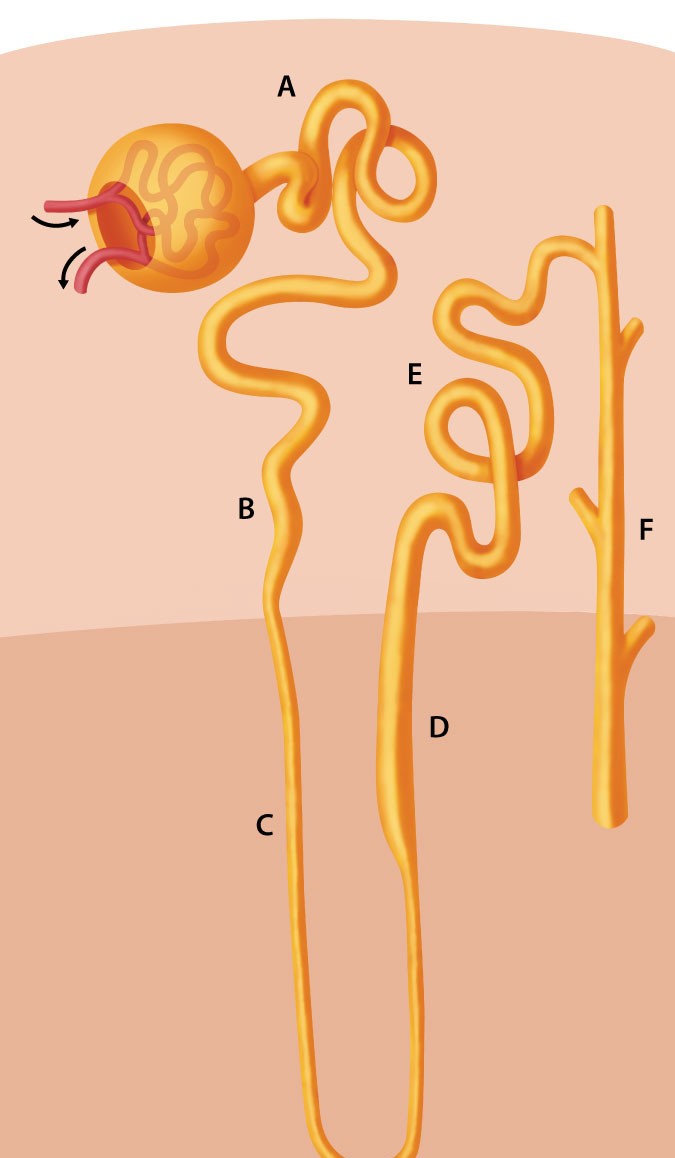 A 35-year-old woman who is being treated for bipolar disorder complains of excessive thirst and frequent urination.  She awakens 3-4 times nightly to void.  A urinalysis performed after 8 hours of nothing to eat or drink shows the following:   Which of the following parts of the nephron is most likely impaired in this patient?   A) A B) B C) C D) D E) E F) F