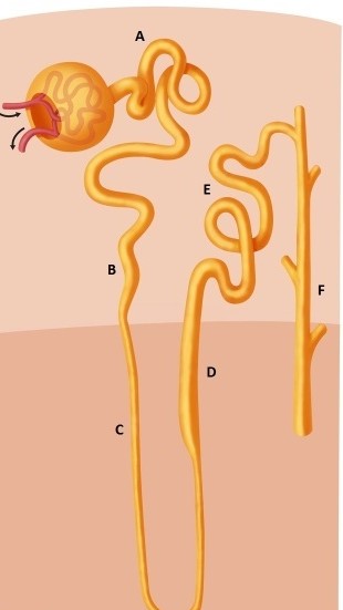 A 62-year-old man comes to the physician for a follow-up appointment.  He experienced acute myocardial infarction 2 years ago and has a long history of hypertension.  After physical examination and laboratory testing, the physician decides to increase the dose of his diuretic.  Repeat laboratory studies indicate that his serum calcium level increases after this adjustment.  The diuretic used in this patient acts predominantly on which of the following nephron segments?   A) A B) B C) C D) D E) E F) F