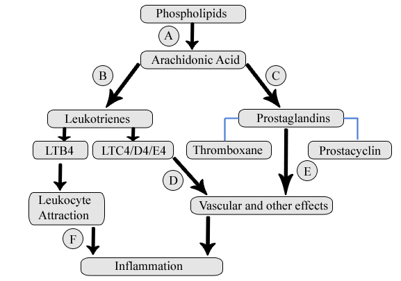 A 56-year-old man comes to the urgent care center with severe knee pain.  He was feeling well until he awoke this morning with acute pain, redness, and swelling in the knee.  The patient does not smoke but did drink heavily at a wedding reception the night before.  Past medical history is notable for recent peptic ulcer disease.  He is treated with oral colchicine and experiences significant relief of symptoms within 12 hours.  The drug used in this patient most likely affects which of the steps shown in the diagram below?   A) A B) B C) C D) D E) E F) F