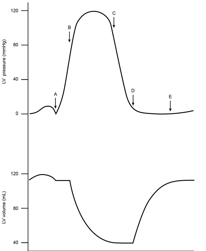 <strong>A 34-year-old man comes to the clinic for evaluation of a heart murmur. The patient has no chest pain, palpitations, dizziness, or shortness of breath at rest. He also exercises regularly without any abnormal symptoms. Cardiac auscultation in the second right intercostal space reveals an ejection click along with a soft systolic murmur radiating to the neck. A normal volume and pressure tracing of the left ventricle is shown in the image below. Which of the following letters corresponds to the opening of the valve most likely affected in this patient? </strong> A)A B)B C)C D)D E)E