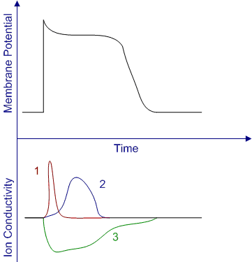 <strong>Membrane potential changes in an isolated cardiac muscle cell are recorded along with ion movements across the cell membrane (see graph below). Which of the following ion sequences corresponds to regions 1-2-3 on the graph, respectively?</strong> A)Potassium, sodium, calcium B)Sodium, calcium, potassium C)Calcium, sodium, chloride D)Calcium, sodium, potassium E)Sodium, potassium, calcium