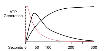 <strong>A 24-year-old healthy lady participates in a research study on exercise. The source of skeletal muscle ATP during exercise is determined in the study using a variety of radiolabeled substances. The participants are given food that is heavy in carbohydrates and instructed to run quickly on a treadmill. Which of the following is the most likely source of the red curve on the graph below, which represents ATP? </strong> A)Amino acids B)Free fatty acids C)Glycogen D)Ketone bodies E)Phosphocreatine