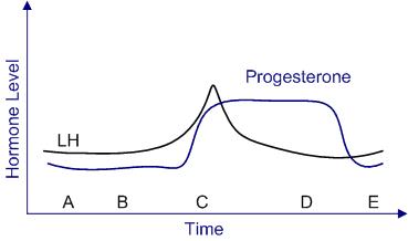 <strong>A woman in her 26s visits the doctor for follow-up regarding erratic menstruation cycles (paragraph 0). Every 15-90 days, she has a period, which lasts 2-14 days and can include anything from spotting to quarter-sized clots. The patient and her husband have been trying to get pregnant, but because of the patient's irregular menstrual cycles, it has been challenging to time sexual activity. She has been working out and reducing weight; as a result, her BMI has decreased to 32 kg/m<sup>2</sup>. A normal adnexa, tiny, mobile uterus, and external genitalia are seen upon gynecologic examination. A sample of the endometrium displays coiled glands producing mucus rich in carbohydrates, an edematous stroma, and twisted spiral arteries. Where on the following graph was the endometrial sample most likely taken? </strong> A)A B)B C)C D)D E)E