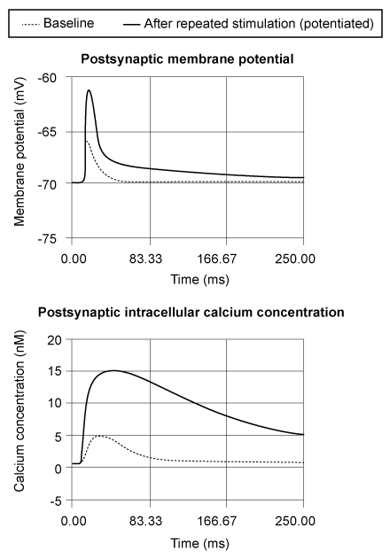 Researchers find that repeated stimulation of hippocampal neurons involved in memory and learning leads to potentiation of synaptic transmission.  Patch-clamp recordings of stimulated neurons are shown below (dotted line: baseline; solid line: after repeated stimulation [potentiated]) .   Which of the following neurotransmitter receptors on the postsynaptic membrane is most likely involved in this process? A) Dopamine D<sub>2</sub> receptor B) GABA-B receptor C) Glutamate NMDA receptor D) Glycine receptor E) Norepinephrine alpha-2 receptor