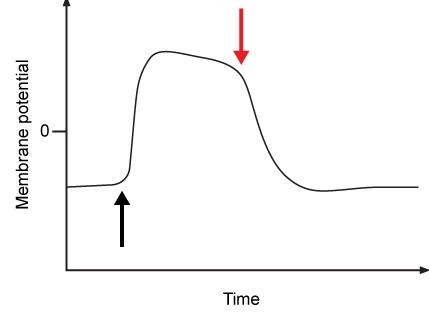Researchers are studying how the membrane potential of a postsynaptic neuron changes in response to neurotransmitter stimulation.  Baseline measurements determine that the resting membrane potential is generated by high membrane permeability for a particular ion.  When neurotransmitter stimulation begins, ligand-gated ion channels open (black arrow)  and increase the membrane permeability for a different ion, causing a change in membrane potential.  This triggers the delayed opening of voltage-gated ion channels (red arrow) , which increase the membrane permeability for a third type of ion.  The results of the experiment are shown in the graph below.   The equilibrium potentials of different ions under physiologic conditions are as follows:   Which of the following options would best explain the changes in this neuron's membrane potential during the experiment?   A) A B) B C) C D) D E) E