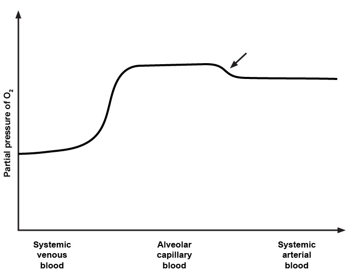 <strong>A 24-year-old healthy college student enrolls in a study to investigate the factors that influence blood oxygen content. The experiment is carried out at sea level, on room air with no additional oxygen. A method is developed to accurately measure the partial pressure of oxygen in the blood as it flows through the circulation. Blood is drawn from the vena cavae, alveolar capillaries, and aorta. All data are plotted, and the resulting curve is depicted in the graph below.   Which of the following factors most likely explains the change in partial pressure indicated by the arrow?</strong> A)Diffusion-limited oxygenation B)Increased dead space ventilation C)Mixture with deoxygenated blood D)Perfusion-limited oxygenation E)Shift in the hemoglobin dissociation curve <div style=padding-top: 35px> 