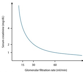 <strong>A 65-year-old man with type 2 diabetes mellitus visits the doctor for a routine check-up. He began taking oral hypoglycemic medications 12 years ago but was recently switched to long-acting insulin due to poor blood sugar control. His most recent serum creatinine level was 2.1 mg/dL. The patient is concerned about his elevated creatinine level and how it relates to his kidney function. Which of the following graphs most accurately represents the relationship between serum creatinine and glomerular filtration rate?</strong> A) B) C) D)