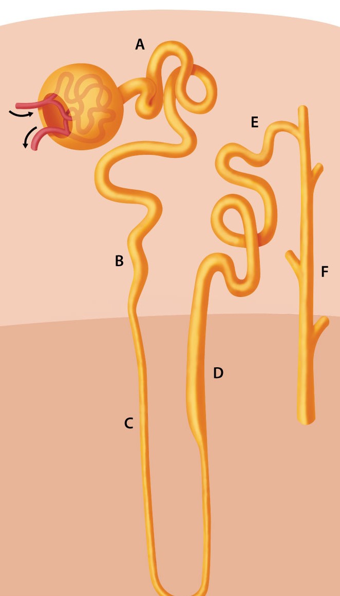 A 34-year-old woman visits her doctor complaining of frequent urination. She attempted to limit her fluid intake but found it difficult because she became extremely thirsty. The doctor evaluates her kidneys' water-saving function by administering a water restriction test, which reveals excessively dilute urine. Low vasopressin levels have been found in laboratory studies conducted during a period of water deprivation. The doctor diagnoses the patient with central diabetes insipidus and explains that her kidneys are unable to absorb enough water due to faulty hormone production. Which of the following nephron areas is normally water-impermeable regardless of serum vasopressin levels?   A) A B) B C) C D) D E) E F) F