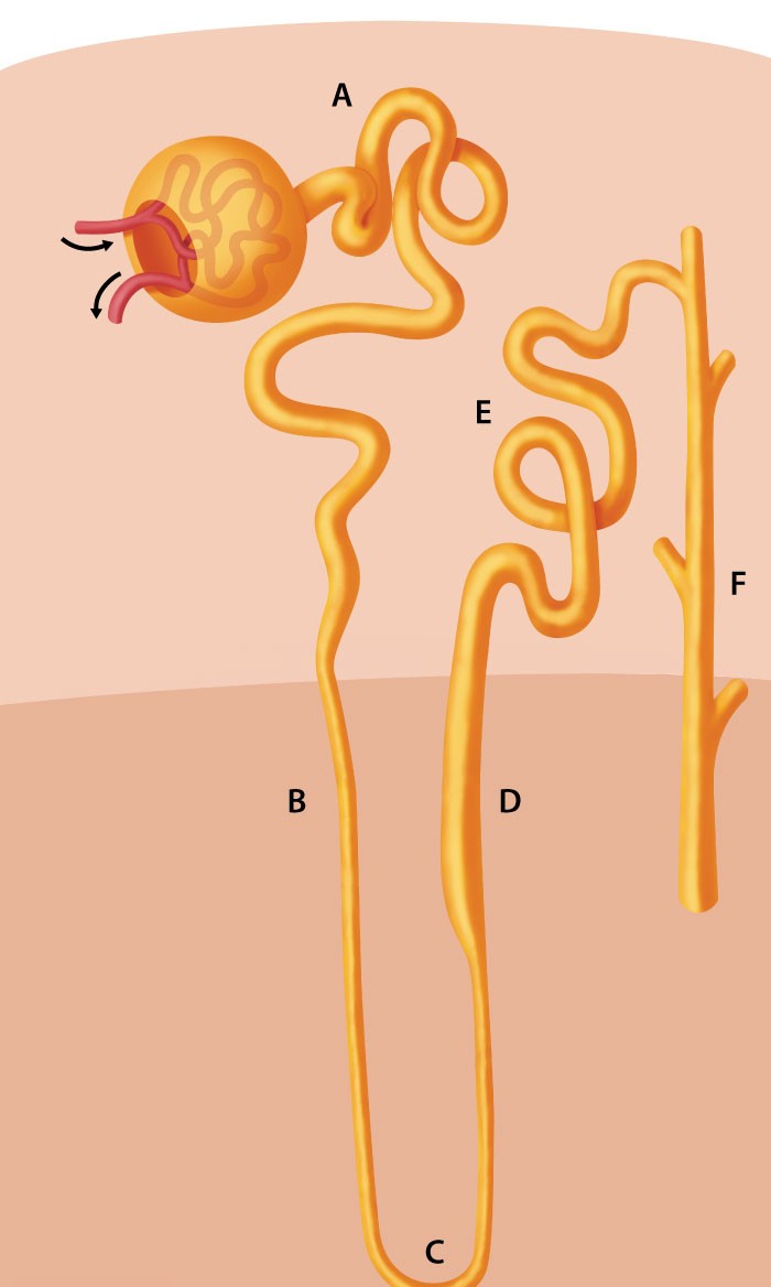 A research hospital's nephrologists are looking into the physiologic changes that occur in diabetes insipidus. The group creates a technique that allows tubular urine sampling in experimental animals with human-like physiology. Following hypophysectomy, tubular fluid samples are collected from multiple sites throughout the nephron. Fluid from which of the following sampling sites is most likely to have the highest osmolarity in the absence of antidiuretic hormone?   A) A B) B C) C D) D E) E F) F
