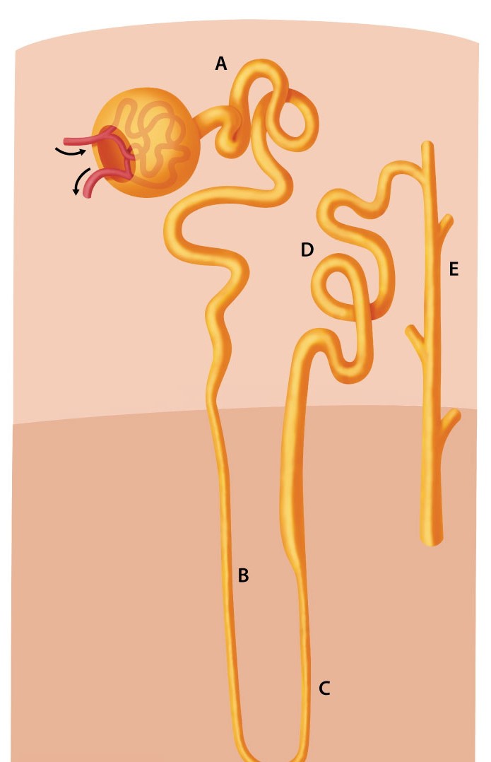 Renal physiologists are studying how hydration status affects the mechanisms of urine concentration and dilution in humans.  To do this, they developed a technique in experimental animals that permits sampling of tubular fluid in different parts of the nephron.  A tubular fluid sample with an osmolarity of 110 mOsm/L is obtained from a healthy animal after 12 hours of water deprivation.  Assuming the physiology of this animal mirrors human physiology, which of the following sites along the nephron was most likely sampled?   A) A B) B C) C D) D E) E