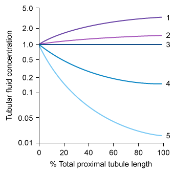 Scientists investigating the specifics of kidney function in humans develop a new technique allowing them to measure the concentration of various compounds along the length of the proximal tubule.  During an experiment, they record the concentrations of several endogenous substances in the fluid traversing the proximal tubule.  Tubular fluid/plasma ultrafiltrate concentration ratios for the measured substances are shown in the image below:   Which of the following substances are most likely to produce lines 2 and 4, respectively? A) Bicarbonate, sodium B) Creatinine, amino acids C) Creatinine, glucose D) Potassium, chloride E) Urea, bicarbonate