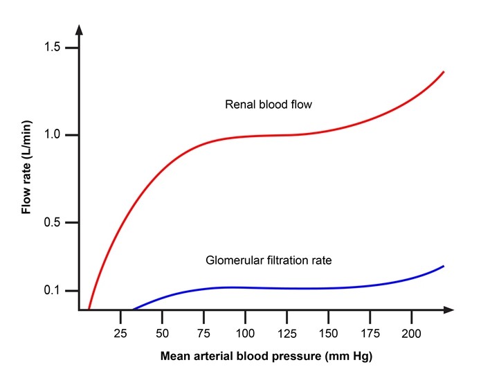 Physiologists are looking into renal autoregulatory mechanisms in a species that closely resembles human physiology. Renal blood flow and glomerular filtration rate are measured in an anesthetized animal in response to changes in mean arterial pressure during one of their experiments. The data they collect is depicted in the graph below.   Assuming a hematocrit of 0.50, what is the best estimate of the filtration fraction when the mean arterial pressure is 120 mm Hg? A) 0) 1 B) 0) 2 C) 0) 4 D) 0) 5 E) 0) 9