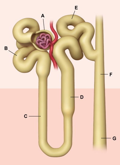 During a mountain climb, a 23-year-old hiker loses a foothold and falls several feet. He is not seriously injured, but he does lose his backpack. He walks for 8 hours in the heat without water, and by the time he reaches a shelter, he is extremely thirsty. Which of the following nephron segments' fluid is most likely to be hypoosmotic in this individual?   A) A B) B C) C D) D E) E F) F G) G