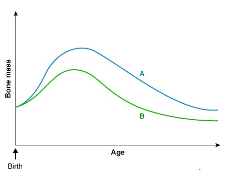 A prospective observational study is performed to determine factors affecting bone mass and fracture risk.  Detailed demographic and clinical information is obtained from a large number of volunteers, and bone mass is monitored over time.  The data obtained from 2 specific groups of women are shown below.   Which of the following factors is most likely present in group A? A) Early menopause B) Increased physical activity C) Lower body mass index D) Positive smoking history E) Use of glucocorticoids