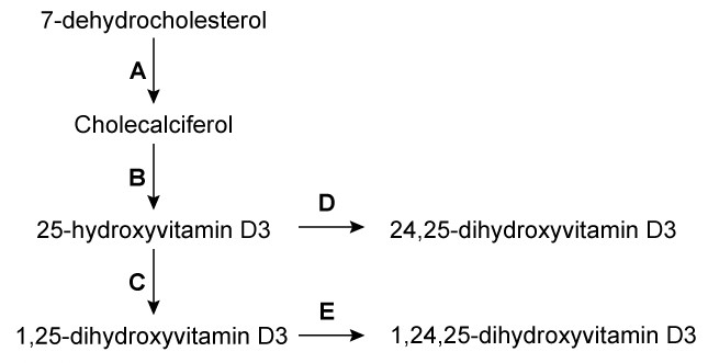 A 49-year-old man arrives at the office complaining of  aching bones.  He has had insidious-onset pain in his back, pelvis, and lower extremities for the past two months. The pain is dull and worsens after performing weight-bearing activities. The patient has no prior medical history and is not on any medications. He moved to the United States from Central Africa five years ago and works overnight shifts as a cab driver. The vital signs are within normal ranges. A physical examination reveals normal muscle strength in both the upper and lower extremities. The diagnosis is established through a thorough laboratory evaluation. Following a discussion about the most likely cause of his condition, the patient begins spending more time outside in the sun.   Which of the following enzymatic steps will most likely be affected by this change in activity?   A) A B) B C) C D) D E) E