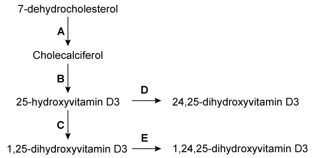 A 34-year-old man with type 1 diabetes mellitus comes to the office due to achy pain in the shoulders, elbows, and thighs over the past several months.  The patient was diagnosed with diabetes 15 years ago and has had difficulty adequately controlling it.  He currently takes multiple daily injections of insulin.  Vital signs are within normal limits.  Physical examination shows mild pedal edema.  Serum creatinine is 2.2 mg/dL, up from 1.6 mg/dL six months ago.  Additional laboratory results show low serum calcium and elevated parathyroid hormone levels.  Inhibition of which of the following enzymatic steps is most likely responsible for this patient's current symptoms?   A) A B) B C) C D) D E) E