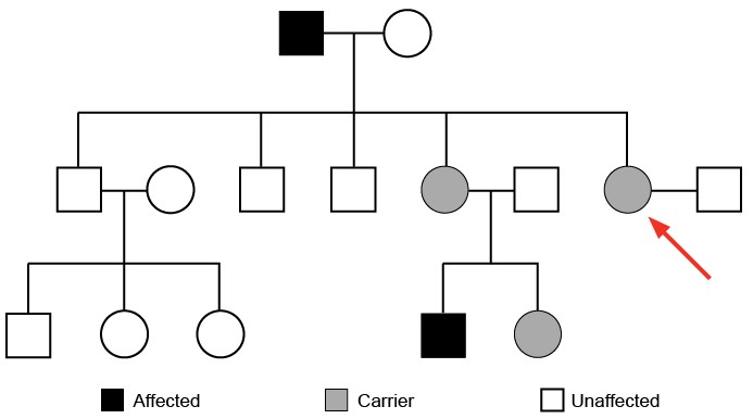<strong>A 23-year-old woman comes to the physician at 9 weeks gestation for prenatal counseling.  This is her first pregnancy.  She has no history of bleeding, and there is no history of hemophilia in her husband's family.  However, the patient's father and other relatives have hemophilia A, and she is concerned about the possibility of her child having the disease.  The following pedigree is created according to the patient's family history (arrow points to the patient).   Which of the following is the best response to this patient's concern?</strong> A)The chance of having hemophilia does not depend on the child's sex B)The probability of having a child who is a silent carrier is 50% C)The probability of having a child with hemophilia is 25% D)The probability of having a child with hemophilia is 50% E)The probability of having a child with hemophilia is similar to that of the general population <div style=padding-top: 35px> 