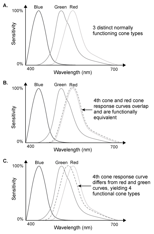 <strong>Passage Of the biological factors impacting color perception in humans, one of the easiest to study is the number and type of color-sensitive photoreceptors.  The human retina typically contains three types of cone photoreceptors, which contain opsin proteins that are sensitive to short (blue), medium (green), and long (red) wavelengths of light (Figure 1A).The genes that encode for medium and long wavelength-sensitive opsin proteins are located on the X chromosome.  Mutations in these genes often produce a variant cone type that responds to wavelengths overlapping the response range of one of the normal cone types, so color perception is unaltered (Figure 1B).  However, in a small percentage of women, the variant cone type appears to be sensitive to a range of wavelengths that differs from that of normal cone types (Figure 1C).  It is hypothesized that these tetrachromatic women may be able to distinguish more colors than can the normal trichromatic population.   <strong>Figure 1</strong>  Response curves for (A) three cone types (trichromat, normal color perception); (B) four cone types (likely normal color perception); and (C) four cone types (tetrachromat, hypothesized enhanced color perception)A researcher conducted a series of tasks to assess the extent to which color perception of tetrachromatic subjects differs from that of trichromatic controls.  Three women known to possess four retinal cone classes were recruited for the study.  One of the women had experienced a small lesion to her right primary visual cortex the year prior.  In addition, two women with normal trichromatic vision were recruited as controls (Table 1).<strong>Table 1</strong>  Characteristics of Subjects   In Task 1, participants identified the colors of objects that were stationary (artificial condition) and in motion (natural condition).  Under both conditions, the researcher systematically varied where the objects were presented in the subjects' visual field.  Task 2 was a standardized, computer-administered color-discrimination task.  Task 3 was an extensive interview that assessed the subjects' subjective experience of color.Subject 1 was able to identify more colors than the controls under all experimental conditions, and Subject 2 and Subject 3 performed marginally better than controls in some of the experimental conditions.  Notably, only Subject 1 was able to verbalize her thoughts about her atypical color perception during Task 3, where she described seeing nuances in colors using words she had learned from her mother, who was also a tetrachromat and an artist.  The researcher concluded that language likely plays a significant role in color perception: Without a vocabulary for the full variety of colors tetrachromats can perceive, they are limited in their perception despite their biological trait. S. S. Deeb ©2005 John Wiley & Sons; K. A. Jameson, A. D. Winkler, and K. Goldfarb ©2016 IS&T International Symposium on Electronic Imaging. During Task 1, the researcher found that subjects' response time was slower and color identification accuracy was worse during the natural condition.  Which of the following best accounts for this finding?</strong> A)Color and motion are processed simultaneously. B)Color information is processed slower than motion. C)Motion is processed in the retina whereas color is processed in the occipital lobe. D)Color and motion information are transmitted to the brain via the same pathway. <div style=padding-top: 35px> 
