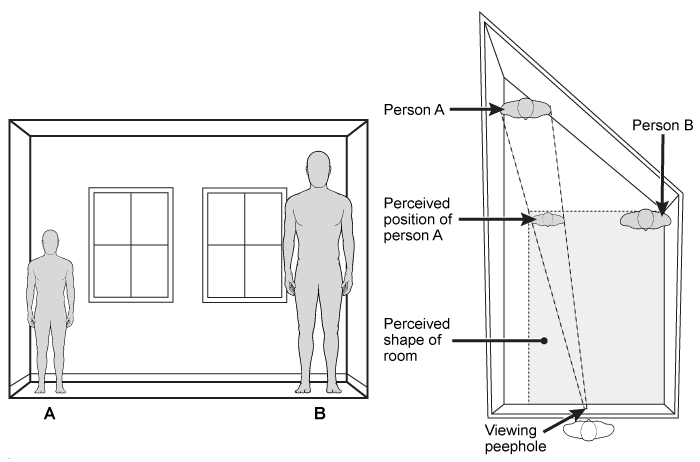 <strong>Passage Visual perception involves the organization and interpretation of information obtained from visible light.  Visual perception relies on monocular and binocular cues, as well as perceptual organization principles that allow humans to interpret limited or partial information more holistically.  These sorts of mental shortcuts are based on prior experiences and knowledge, and are especially useful when lighting or perspective is limited.  For example, the ambiguous image in Figure 1 is often perceived as a cup.   <strong>Figure 1</strong>  Ambiguous imagePerceptual organization principles allow our brains to quickly and efficiently make assumptions about visual inputs, but these principles can also give rise to perceptual illusions.  For example, the Ames room is constructed to exploit monocular depth cues in such a way that the person standing on one side of the room appears to impossibly dwarf the person on the other side of the room (Figure 2).   <strong>Figure 2</strong>  Ames room illusion (two people standing in a specially constructed Ames room, viewed through a monocular peephole)Human senses were adapted for use on land, which can lead to potentially deadly perceptual distortions while flying or underwater diving.  Pilots are prone to such perceptual distortions when landing on unfamiliar runways.  During their training, pilots develop a mental image of how a typical runway appears as they descend and land.  Later, they compare this prototypical shape to the runway they see before them to make adjustments in the slope of their descent.  However, if a runway differs from what the pilot is used to (eg, in width or slope), it will differ from the pilot's mental image for a typical runway at that same altitude.  For example, an unusually wide runway will appear to be closer than it actually is, and a narrow runway will seem to be further away.  This can cause the pilot to approach at a dangerously steep or shallow slope.Pilots and divers can also suffer from spatial disorientation due to variations in sensory stimuli that are not typically encountered on land.  For example, gravity is not experienced in the body the same way underwater as on land, and visual cues are often limited in deep dives.  In these murky conditions, divers can easily lose track of the surface of the water, leading to extreme spatial disorientation and panic. Spatial disorientation experienced by pilots and divers would be LEAST affected by information processed by the:</strong> A)organ of Corti. B)otolith organs. C)semicircular canals. D)somatosensory system. <div style=padding-top: 35px> 