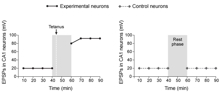 Passage Physical modifications important for consolidating memory are particularly apparent in the hippocampus, especially a pathway called the Schaffer Collateral, which contains CA1 (cornu Ammonis)  neurons that have been implicated in learning and memory.  To study learning and memory in live mice, scientists use a stimulating electrode to generate brief electrical pulses on the dendrites of CA1 neurons in the Schaffer Collateral pathway and use a recording electrode to measure the excitatory postsynaptic potentials (EPSPs)  in the CA1 postsynaptic neurons.In Study 1, researchers used brief low-frequency stimulations (1-5 stimuli per second)  to establish a baseline response in the CA1 postsynaptic neurons.  Then, the same dendrites were given a high-frequency stimulation (50-100 stimuli per second) , referred to as a tetanus.  The researchers discovered that the high-frequency tetanus induced an increase in the response in postsynaptic CA1 neurons that was long-lasting.  For the control, the researchers established a baseline in a second set of CA1 neurons in the same region but did not give a high-frequency tetanus (Figure 1) .    <strong>Figure 1</strong>  CA1 neuron response after a brief tetanus (experimental)  or no tetanus (control) In a second behavioral study, mice were housed in either a standard cage (control)  or a cage with an enhanced learning environment, including toys and access to a running wheel (experimental condition) .  For the first 12 days, both groups of mice received injections of a dye that is incorporated into newly synthesized DNA, thereby providing a biomarker of neurogenesis.Following 30 days in their respective environments, all mice were tested each day for one week in the Morris Water Maze, a test that measures spatial learning and memory consolidation.  Results showed that mice in the experimental condition demonstrated greater improvement on Morris Water Maze performance compared to controls.  When hippocampi were examined, the results revealed that mice in the experimental condition had a greater number of dye-labeled cells than did the controls. W. C. Abraham, B. Logan, J. M. Greenwood, and M. Dragunow ©2002 The Society of Neuroscience, and H. van Praag, B. R. Christie, T. J. Sejnowski, and F. H. Gage ©1999 National Academy of Sciences. -Which of the following correctly pairs a brain area vital for learning in the Morris Water Maze with its appropriate function? A) Cerebellum; motor learning B) Frontal lobe; motor coordination C) Occipital lobe; spatial processing D) Hypothalamus; sensory relay