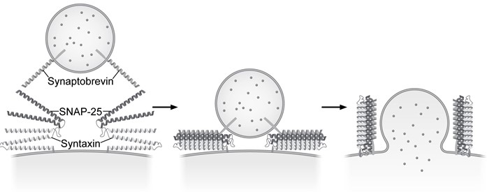 Passage Presynaptic nerve terminals release neurotransmitters via synaptic vesicle exocytosis.  This action is mediated by the membrane-bound target-SNARE (t-SNARE)  proteins syntaxin and SNAP-25, and the vesicle-associated SNARE (v-SNARE)  protein synaptobrevin.  Membrane fusion is initiated when the t-SNAREs and v-SNAREs form an α-helix bundle known as the core-trans-complex, achieved by zipping SNARE proteins together to form a more stable cis-complex (Figure 1) .    <strong>Figure 1</strong>  Formation of the core-trans-complex and subsequent membrane fusionThe cis-complex contains the zero ionic layer, the main site of interaction between complexed proteins.  Within the zero ionic layer, arginine on synaptobrevin coordinates with carbonyl groups present on the other residues shown in Table 1.  The zero ionic layer is buried within leucine zipper domains, which act as a shield to solvent molecules.<strong>Table 1</strong>  Composition of cis-Complex Zero Ionic Layer    An early step in cis-complex disassembly is destabilization by the ATPase N-ethylmaleimide-sensitive factor (NSF) , which initiates unzipping by breaking flanking leucine zipper regions, leading to vesicle reuptake.  Movement of NSF to the cell membrane is mediated by the cytoplasmic protein α-SNAP, which must first bind the N-terminal domain of syntaxin.To determine the effect of vesicle-bound synaptobrevin on the binding of α-SNAP to syntaxin, increasing amounts of recombinant His-tagged α-SNAP were added to a constant amount of syntaxin affixed to glutathione-agarose beads with or without synaptobrevin.  After incubation, bound proteins were recovered and quantitatively analyzed by immunoblotting.  Results are shown in Figure 2.    <strong>Figure 2</strong>  α-SNAP binding to syntaxin in the absence (square)  or presence (circle)  of synaptobrevin Adapted from Mcmahon HT, Südhof TC. Synaptic core complex of synaptobrevin, syntaxin, and SNAP25 forms high affinity alpha-SNAP binding site. J Biol Chem. 1995;270(5) :2213-7. -Which of the following statements regarding the binding of α-SNAP to syntaxin is best supported by the results shown in Figure 2? A) Binding does not occur in the presence of synaptobrevin. B) Synaptobrevin induces a conformation change in syntaxin that results in lower binding affinity. C) In the absence of synaptobrevin, binding does not saturate under the conditions of the experiment. D) Interaction of synaptobrevin and syntaxin raises the K<sub>d</sub> for the dissociation of syntaxin from α-SNAP.