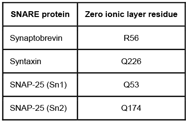 Passage Presynaptic nerve terminals release neurotransmitters via synaptic vesicle exocytosis.  This action is mediated by the membrane-bound target-SNARE (t-SNARE)  proteins syntaxin and SNAP-25, and the vesicle-associated SNARE (v-SNARE)  protein synaptobrevin.  Membrane fusion is initiated when the t-SNAREs and v-SNAREs form an α-helix bundle known as the core-trans-complex, achieved by zipping SNARE proteins together to form a more stable cis-complex (Figure 1) .    <strong>Figure 1</strong>  Formation of the core-trans-complex and subsequent membrane fusionThe cis-complex contains the zero ionic layer, the main site of interaction between complexed proteins.  Within the zero ionic layer, arginine on synaptobrevin coordinates with carbonyl groups present on the other residues shown in Table 1.  The zero ionic layer is buried within leucine zipper domains, which act as a shield to solvent molecules.<strong>Table 1</strong>  Composition of cis-Complex Zero Ionic Layer    An early step in cis-complex disassembly is destabilization by the ATPase N-ethylmaleimide-sensitive factor (NSF) , which initiates unzipping by breaking flanking leucine zipper regions, leading to vesicle reuptake.  Movement of NSF to the cell membrane is mediated by the cytoplasmic protein α-SNAP, which must first bind the N-terminal domain of syntaxin.To determine the effect of vesicle-bound synaptobrevin on the binding of α-SNAP to syntaxin, increasing amounts of recombinant His-tagged α-SNAP were added to a constant amount of syntaxin affixed to glutathione-agarose beads with or without synaptobrevin.  After incubation, bound proteins were recovered and quantitatively analyzed by immunoblotting.  Results are shown in Figure 2.    <strong>Figure 2</strong>  α-SNAP binding to syntaxin in the absence (square)  or presence (circle)  of synaptobrevin Adapted from Mcmahon HT, Südhof TC. Synaptic core complex of synaptobrevin, syntaxin, and SNAP25 forms high affinity alpha-SNAP binding site. J Biol Chem. 1995;270(5) :2213-7. -Which of the following statements regarding the binding of α-SNAP to syntaxin is best supported by the results shown in Figure 2? A) Binding does not occur in the presence of synaptobrevin. B) Synaptobrevin induces a conformation change in syntaxin that results in lower binding affinity. C) In the absence of synaptobrevin, binding does not saturate under the conditions of the experiment. D) Interaction of synaptobrevin and syntaxin raises the K<sub>d</sub> for the dissociation of syntaxin from α-SNAP.