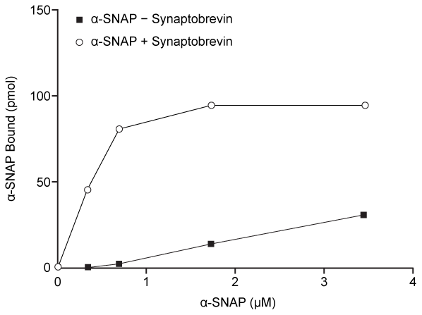 Passage Presynaptic nerve terminals release neurotransmitters via synaptic vesicle exocytosis.  This action is mediated by the membrane-bound target-SNARE (t-SNARE)  proteins syntaxin and SNAP-25, and the vesicle-associated SNARE (v-SNARE)  protein synaptobrevin.  Membrane fusion is initiated when the t-SNAREs and v-SNAREs form an α-helix bundle known as the core-trans-complex, achieved by zipping SNARE proteins together to form a more stable cis-complex (Figure 1) .    <strong>Figure 1</strong>  Formation of the core-trans-complex and subsequent membrane fusionThe cis-complex contains the zero ionic layer, the main site of interaction between complexed proteins.  Within the zero ionic layer, arginine on synaptobrevin coordinates with carbonyl groups present on the other residues shown in Table 1.  The zero ionic layer is buried within leucine zipper domains, which act as a shield to solvent molecules.<strong>Table 1</strong>  Composition of cis-Complex Zero Ionic Layer    An early step in cis-complex disassembly is destabilization by the ATPase N-ethylmaleimide-sensitive factor (NSF) , which initiates unzipping by breaking flanking leucine zipper regions, leading to vesicle reuptake.  Movement of NSF to the cell membrane is mediated by the cytoplasmic protein α-SNAP, which must first bind the N-terminal domain of syntaxin.To determine the effect of vesicle-bound synaptobrevin on the binding of α-SNAP to syntaxin, increasing amounts of recombinant His-tagged α-SNAP were added to a constant amount of syntaxin affixed to glutathione-agarose beads with or without synaptobrevin.  After incubation, bound proteins were recovered and quantitatively analyzed by immunoblotting.  Results are shown in Figure 2.    <strong>Figure 2</strong>  α-SNAP binding to syntaxin in the absence (square)  or presence (circle)  of synaptobrevin Adapted from Mcmahon HT, Südhof TC. Synaptic core complex of synaptobrevin, syntaxin, and SNAP25 forms high affinity alpha-SNAP binding site. J Biol Chem. 1995;270(5) :2213-7. -Which of the following statements regarding the binding of α-SNAP to syntaxin is best supported by the results shown in Figure 2? A) Binding does not occur in the presence of synaptobrevin. B) Synaptobrevin induces a conformation change in syntaxin that results in lower binding affinity. C) In the absence of synaptobrevin, binding does not saturate under the conditions of the experiment. D) Interaction of synaptobrevin and syntaxin raises the K<sub>d</sub> for the dissociation of syntaxin from α-SNAP.
