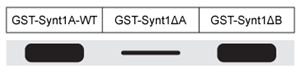 <strong>Passage Presynaptic nerve terminals release neurotransmitters via synaptic vesicle exocytosis.  This action is mediated by the membrane-bound target-SNARE (t-SNARE) proteins syntaxin and SNAP-25, and the vesicle-associated SNARE (v-SNARE) protein synaptobrevin.  Membrane fusion is initiated when the t-SNAREs and v-SNAREs form an α-helix bundle known as the core-trans-complex, achieved by zipping SNARE proteins together to form a more stable cis-complex (Figure 1).   <strong>Figure 1</strong>  Formation of the core-trans-complex and subsequent membrane fusionThe cis-complex contains the zero ionic layer, the main site of interaction between complexed proteins.  Within the zero ionic layer, arginine on synaptobrevin coordinates with carbonyl groups present on the other residues shown in Table 1.  The zero ionic layer is buried within leucine zipper domains, which act as a shield to solvent molecules.<strong>Table 1</strong>  Composition of cis-Complex Zero Ionic Layer   An early step in cis-complex disassembly is destabilization by the ATPase N-ethylmaleimide-sensitive factor (NSF), which initiates unzipping by breaking flanking leucine zipper regions, leading to vesicle reuptake.  Movement of NSF to the cell membrane is mediated by the cytoplasmic protein α-SNAP, which must first bind the N-terminal domain of syntaxin.To determine the effect of vesicle-bound synaptobrevin on the binding of α-SNAP to syntaxin, increasing amounts of recombinant His-tagged α-SNAP were added to a constant amount of syntaxin affixed to glutathione-agarose beads with or without synaptobrevin.  After incubation, bound proteins were recovered and quantitatively analyzed by immunoblotting.  Results are shown in Figure 2.   <strong>Figure 2</strong>  α-SNAP binding to syntaxin in the absence (square) or presence (circle) of synaptobrevin Adapted from Mcmahon HT, Südhof TC. Synaptic core complex of synaptobrevin, syntaxin, and SNAP25 forms high affinity alpha-SNAP binding site. J Biol Chem. 1995;270(5):2213-7. Wild-type syntaxin (Synt-WT) and mutant syntaxins containing a deletion of the N-terminal sequence (SyntΔA) or C-terminal sequence (SyntΔB) were separated and incubated with α-SNAP.  After washing away unbound molecules, which of the following is the most likely result of protein immunoblotting for α-SNAP?</strong> A)   B)   C)   D)   <div style=padding-top: 35px> 