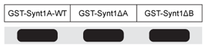 <strong>Passage Presynaptic nerve terminals release neurotransmitters via synaptic vesicle exocytosis.  This action is mediated by the membrane-bound target-SNARE (t-SNARE) proteins syntaxin and SNAP-25, and the vesicle-associated SNARE (v-SNARE) protein synaptobrevin.  Membrane fusion is initiated when the t-SNAREs and v-SNAREs form an α-helix bundle known as the core-trans-complex, achieved by zipping SNARE proteins together to form a more stable cis-complex (Figure 1).   <strong>Figure 1</strong>  Formation of the core-trans-complex and subsequent membrane fusionThe cis-complex contains the zero ionic layer, the main site of interaction between complexed proteins.  Within the zero ionic layer, arginine on synaptobrevin coordinates with carbonyl groups present on the other residues shown in Table 1.  The zero ionic layer is buried within leucine zipper domains, which act as a shield to solvent molecules.<strong>Table 1</strong>  Composition of cis-Complex Zero Ionic Layer   An early step in cis-complex disassembly is destabilization by the ATPase N-ethylmaleimide-sensitive factor (NSF), which initiates unzipping by breaking flanking leucine zipper regions, leading to vesicle reuptake.  Movement of NSF to the cell membrane is mediated by the cytoplasmic protein α-SNAP, which must first bind the N-terminal domain of syntaxin.To determine the effect of vesicle-bound synaptobrevin on the binding of α-SNAP to syntaxin, increasing amounts of recombinant His-tagged α-SNAP were added to a constant amount of syntaxin affixed to glutathione-agarose beads with or without synaptobrevin.  After incubation, bound proteins were recovered and quantitatively analyzed by immunoblotting.  Results are shown in Figure 2.   <strong>Figure 2</strong>  α-SNAP binding to syntaxin in the absence (square) or presence (circle) of synaptobrevin Adapted from Mcmahon HT, Südhof TC. Synaptic core complex of synaptobrevin, syntaxin, and SNAP25 forms high affinity alpha-SNAP binding site. J Biol Chem. 1995;270(5):2213-7. Wild-type syntaxin (Synt-WT) and mutant syntaxins containing a deletion of the N-terminal sequence (SyntΔA) or C-terminal sequence (SyntΔB) were separated and incubated with α-SNAP.  After washing away unbound molecules, which of the following is the most likely result of protein immunoblotting for α-SNAP?</strong> A)   B)   C)   D)   <div style=padding-top: 35px> 