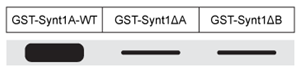 <strong>Passage Presynaptic nerve terminals release neurotransmitters via synaptic vesicle exocytosis.  This action is mediated by the membrane-bound target-SNARE (t-SNARE) proteins syntaxin and SNAP-25, and the vesicle-associated SNARE (v-SNARE) protein synaptobrevin.  Membrane fusion is initiated when the t-SNAREs and v-SNAREs form an α-helix bundle known as the core-trans-complex, achieved by zipping SNARE proteins together to form a more stable cis-complex (Figure 1).   <strong>Figure 1</strong>  Formation of the core-trans-complex and subsequent membrane fusionThe cis-complex contains the zero ionic layer, the main site of interaction between complexed proteins.  Within the zero ionic layer, arginine on synaptobrevin coordinates with carbonyl groups present on the other residues shown in Table 1.  The zero ionic layer is buried within leucine zipper domains, which act as a shield to solvent molecules.<strong>Table 1</strong>  Composition of cis-Complex Zero Ionic Layer   An early step in cis-complex disassembly is destabilization by the ATPase N-ethylmaleimide-sensitive factor (NSF), which initiates unzipping by breaking flanking leucine zipper regions, leading to vesicle reuptake.  Movement of NSF to the cell membrane is mediated by the cytoplasmic protein α-SNAP, which must first bind the N-terminal domain of syntaxin.To determine the effect of vesicle-bound synaptobrevin on the binding of α-SNAP to syntaxin, increasing amounts of recombinant His-tagged α-SNAP were added to a constant amount of syntaxin affixed to glutathione-agarose beads with or without synaptobrevin.  After incubation, bound proteins were recovered and quantitatively analyzed by immunoblotting.  Results are shown in Figure 2.   <strong>Figure 2</strong>  α-SNAP binding to syntaxin in the absence (square) or presence (circle) of synaptobrevin Adapted from Mcmahon HT, Südhof TC. Synaptic core complex of synaptobrevin, syntaxin, and SNAP25 forms high affinity alpha-SNAP binding site. J Biol Chem. 1995;270(5):2213-7. Wild-type syntaxin (Synt-WT) and mutant syntaxins containing a deletion of the N-terminal sequence (SyntΔA) or C-terminal sequence (SyntΔB) were separated and incubated with α-SNAP.  After washing away unbound molecules, which of the following is the most likely result of protein immunoblotting for α-SNAP?</strong> A)   B)   C)   D)   <div style=padding-top: 35px> 