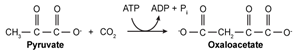 <strong>Passage Leptin signaling is vital for maintaining adequate body mass and preventing insulin resistance.  When energy stores are abundant, adipocytes produce leptin to stimulate fatty acid oxidation and glucose utilization.  One result of leptin signaling in skeletal muscle cells is the phosphorylation and activation of adenosine monophosphate-activated protein kinase (AMPK).  AMPK facilitates the breakdown of triglycerides by decreasing the activity of acetyl-coenzyme A carboxylase (ACC); this leads to downregulation of fatty acid synthesis and upregulation of β-oxidation.Fatty acid oxidation has been studied by analyzing the effect of leptin on activation of AMPK and ACC in soleus muscles.  To identify leptin's mode of action, injections were administered to transgenic mice via the intravenous (1 mg/kg i.v.) and intrahypothalamic (1 ng i.h.p [faster drug delivery]) routes.  Phentolamine (PH), an α-adrenergic receptor ligand that binds to the same receptor as leptin, was administered concurrently in some of the mice.  Signaling to ACC from the citric acid cycle was also examined through the addition of citrate.   <strong>Figure 1</strong>  AMPK activity measured in soleus muscle injected with leptin and PH via i.v. and i.h.p.<strong>Table 1</strong>  ACC Activity in Soleus Muscle Exposed to Leptin Delivered via i.v. and i.h.p Injections in vivo   Adapted from Minokoshi Y, Kim YB, Peroni OD, et al. Leptin stimulates fatty-acid oxidation by activating AMP-activated protein kinase. Nature. 2002;415(6869):339-43. Fatty acids must be activated prior to degradation by a ligase enzyme.  Which of the following reactions is catalyzed by a ligase?</strong> A)   B)   C)   D)   <div style=padding-top: 35px> 