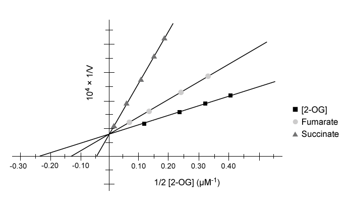 <strong>Passage Tumor hypoxia is a marker of resistance to chemotherapy and radiation.  The low oxygen saturation in solid tumors activates hypoxia-inducible factors (HIFs), which stimulate the expression of genes required for angiogenesis, erythropoiesis, and glucose utilization.  Under normal conditions, HIF-DNA binding is interrupted by HIF-prolyl hydroxylases (HIF-PHDs), enzymes that hydroxylate aliphatic residues such as leucine or proline on HIFs.  These hydroxylated residues serve as markers for the ubiquitin-proteasome system.  Researchers have proposed that changes in oxygen-dependent pathways such as the citric acid cycle can regulate HIF-PHD activity.Experiment 1A kinematic study was conducted to test the effect of citric acid cycle intermediates on HIF-PHDs.  Fumarate and succinate were examined with purified HIF-PHD against increasing concentrations of 2-oxoglutarate (2-OG), an HIF analog.   <strong>Figure 1</strong>  Activity of HIF-PHD exposed to succinate and fumarate in vitro based on 2-OG catalysisExperiment 2Researchers measured HIF-1a, a HIF subunit, using western blot analysis in wild-type (FH<sup>+</sup>) and fumarate-deficient (FH<sup>−</sup>) cells that were treated with fumarate under normoxic and hypoxic conditions (Figure 2).   <strong>Figure 2</strong>  HIF-1a in FH<sup>+</sup> and FH<sup>−</sup> cells grown in vitro under normoxic (N) and hypoxic (H) conditions Adapted from Koivunen P, Hirsilä M, Remes AM, Hassinen IE, Kivirikko KI, Myllyharju J. Inhibition of hypoxia-inducible factor (HIF) hydroxylases by citric acid cycle intermediates: possible links between cell metabolism and stabilization of HIF. J Biol Chem. 2007;282(7):4524-32. How is the enzymatic regulation of HIF-PHDs by fumarate and succinate best described?</strong> A)Fumarate and succinate are equally effective noncompetitive inhibitors. B)Fumarate is a competitive inhibitor, and succinate is an uncompetitive inhibitor. C)Succinate and fumarate display varying capacity for mixed inhibition. D)Succinate is a more efficient competitive inhibitor than fumarate. <div style=padding-top: 35px> 