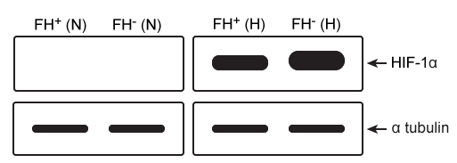 <strong>Passage Tumor hypoxia is a marker of resistance to chemotherapy and radiation.  The low oxygen saturation in solid tumors activates hypoxia-inducible factors (HIFs), which stimulate the expression of genes required for angiogenesis, erythropoiesis, and glucose utilization.  Under normal conditions, HIF-DNA binding is interrupted by HIF-prolyl hydroxylases (HIF-PHDs), enzymes that hydroxylate aliphatic residues such as leucine or proline on HIFs.  These hydroxylated residues serve as markers for the ubiquitin-proteasome system.  Researchers have proposed that changes in oxygen-dependent pathways such as the citric acid cycle can regulate HIF-PHD activity.Experiment 1A kinematic study was conducted to test the effect of citric acid cycle intermediates on HIF-PHDs.  Fumarate and succinate were examined with purified HIF-PHD against increasing concentrations of 2-oxoglutarate (2-OG), an HIF analog.   <strong>Figure 1</strong>  Activity of HIF-PHD exposed to succinate and fumarate in vitro based on 2-OG catalysisExperiment 2Researchers measured HIF-1a, a HIF subunit, using western blot analysis in wild-type (FH<sup>+</sup>) and fumarate-deficient (FH<sup>−</sup>) cells that were treated with fumarate under normoxic and hypoxic conditions (Figure 2).   <strong>Figure 2</strong>  HIF-1a in FH<sup>+</sup> and FH<sup>−</sup> cells grown in vitro under normoxic (N) and hypoxic (H) conditions Adapted from Koivunen P, Hirsilä M, Remes AM, Hassinen IE, Kivirikko KI, Myllyharju J. Inhibition of hypoxia-inducible factor (HIF) hydroxylases by citric acid cycle intermediates: possible links between cell metabolism and stabilization of HIF. J Biol Chem. 2007;282(7):4524-32. How is the enzymatic regulation of HIF-PHDs by fumarate and succinate best described?</strong> A)Fumarate and succinate are equally effective noncompetitive inhibitors. B)Fumarate is a competitive inhibitor, and succinate is an uncompetitive inhibitor. C)Succinate and fumarate display varying capacity for mixed inhibition. D)Succinate is a more efficient competitive inhibitor than fumarate. <div style=padding-top: 35px> 