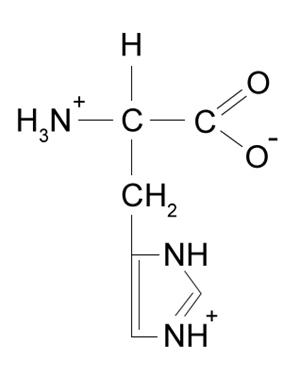 <strong>Passage Tumor hypoxia is a marker of resistance to chemotherapy and radiation.  The low oxygen saturation in solid tumors activates hypoxia-inducible factors (HIFs), which stimulate the expression of genes required for angiogenesis, erythropoiesis, and glucose utilization.  Under normal conditions, HIF-DNA binding is interrupted by HIF-prolyl hydroxylases (HIF-PHDs), enzymes that hydroxylate aliphatic residues such as leucine or proline on HIFs.  These hydroxylated residues serve as markers for the ubiquitin-proteasome system.  Researchers have proposed that changes in oxygen-dependent pathways such as the citric acid cycle can regulate HIF-PHD activity.Experiment 1A kinematic study was conducted to test the effect of citric acid cycle intermediates on HIF-PHDs.  Fumarate and succinate were examined with purified HIF-PHD against increasing concentrations of 2-oxoglutarate (2-OG), an HIF analog.   <strong>Figure 1</strong>  Activity of HIF-PHD exposed to succinate and fumarate in vitro based on 2-OG catalysisExperiment 2Researchers measured HIF-1a, a HIF subunit, using western blot analysis in wild-type (FH<sup>+</sup>) and fumarate-deficient (FH<sup>−</sup>) cells that were treated with fumarate under normoxic and hypoxic conditions (Figure 2).   <strong>Figure 2</strong>  HIF-1a in FH<sup>+</sup> and FH<sup>−</sup> cells grown in vitro under normoxic (N) and hypoxic (H) conditions Adapted from Koivunen P, Hirsilä M, Remes AM, Hassinen IE, Kivirikko KI, Myllyharju J. Inhibition of hypoxia-inducible factor (HIF) hydroxylases by citric acid cycle intermediates: possible links between cell metabolism and stabilization of HIF. J Biol Chem. 2007;282(7):4524-32. Which amino acid structure would most likely be hydroxylated by HIF-PHDs?</strong> A)   B)   C)   D)   <div style=padding-top: 35px> 
