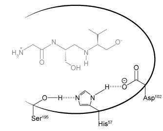 <strong>Passage The innate immune system relies heavily on the phagocytic action of neutrophils, mobile white blood cells that engulf and degrade bacteria and viruses as the first line of host defense against invading pathogens.  One mechanism for eliminating viruses engulfed in the phagosome involves the degradation of viral proteins by neutrophil serine proteases (NSPs).NSPs, which form part of the chymotrypsin family of serine proteases, cleave viral proteins using a catalytic triad relay system.  Originally discovered in granules released by neutrophils, NSP4 is a novel monomeric serine protease that has been studied to elucidate the catalytic mechanism of NSPs.  Prior experimental data suggest that NSP4 alters its tertiary structure upon substrate binding and cleaves viral proteins using the acylation reaction shown in Figure 1.   <strong>Figure 1</strong>  Degradation of viral proteins by acylation of NSP4Computational methods were used to identify the energetic parameters of reactions between NSP4 and synthetic viral proteins.  To ensure that simulated reactions resembled physiological conditions, algorithms were adjusted to account for the enzyme being in an aqueous environment.  The rate-determining step in the acylation reaction was determined by calculating the changes in free energy in both the enzyme and substrate (Figure 2).   <strong>Figure 2</strong>  Free energy profiles of synthetic viral protein cleavageKnowledge of amino acid frequency distribution at an enzymatic active site may facilitate the design of novel active sites and enzyme-specific inhibitors.  Researchers analyzed the composition of amino acids that form the NSP4 active site during protein folding to study the characteristics of residues involved in active site formation (Figure 3).   <strong>Figure 3</strong>  Frequency distribution of amino acid residues at the NSP4 active site Adapted from Stapels DA, Geisbrecht BV, Rooijakkers SH. Neutrophil serine proteases in antibacterial defense. Curr Opin Microbiol. 2015;23:42-8. The figure below shows the active site of NSP4 with three residues that are essential for catalysis.   If site-directed mutagenesis was used to create a missense mutation at His<sup>57</sup>, this would likely result in which of the following changes regarding the enzyme-catalyzed degradation of the viral peptide depicted in the active site?The time required for the reaction to achieve equilibrium would increase.The equilibrium constant K<sub>eq</sub> of the reaction would decrease.The enzyme-substrate dissociation constant K<sub>d</sub> would increase.</strong> A)I only B)III only C)I and II only D)I and III only <div style=padding-top: 35px> 