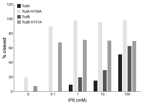 Passage The bacterium Clostridium difficile secretes protein toxins TcdA and TcdB, two homologues associated with C. difficile-related colitis.  Tcd proteins enter host intestinal cells via endocytosis induced by interactions between the Tcd C-terminal domain and cell surface receptors.  Endocytosis is followed by translocation of the N-terminal glucosyltransferase domain (GTD)  across the endosomal membrane.  The GTD remains anchored to endosomes by the central region of the protein, a transmembrane domain believed to form membrane pores and facilitate translocation.  Inositol hexakisphosphate (IP6)  binds Tcd proteins, an interaction that is stabilized by salt bridges in the binding pocket (Figure 1) .    <strong>Figure 1</strong>  Salt bridges formed between IP6 and the amino acids in the binding pocketThis interaction induces a conformational change that causes a molecular flap to move away from the catalytic site.  The catalytic site then mediates intramolecular cleavage in a reaction known as autoprocessing.  This reaction results in the release of GTD into the cytosol, where it becomes active.To better understand the relationship between IP6 binding and catalytic activity, autoprocessing assays were performed.  Researchers mutated histidine to alanine at positions 759 and 757 in the flap regions of TcdA and TcdB, respectively.  They then compared the autoprocessing activities of H759A and H757A mutants to those of wild-type TcdA and TcdB at varying concentrations of IP6 (Figure 2) .    <strong>Figure 2</strong>  Percent cleavage of wild-type and mutant Tcd by autoprocessing Adapted from Chumbler NM, Rutherford SA, Zhang Z, et al. Crystal structure of Clostridium difficile toxin A. Nat Microbiol. 2016;1:15002. -Which of the following amino acid residues is LEAST likely to be present in the Tcd central region? A) Ala B) His C) Val D) Met