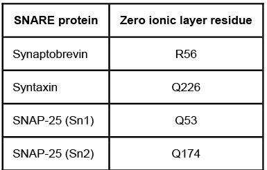 <strong>Passage Presynaptic nerve terminals release neurotransmitters via synaptic vesicle exocytosis.  This action is mediated by the membrane-bound target-SNARE (t-SNARE) proteins syntaxin and SNAP-25, and the vesicle-associated SNARE (v-SNARE) protein synaptobrevin.  Membrane fusion is initiated when the t-SNAREs and v-SNAREs form an α-helix bundle known as the core-trans-complex, achieved by zipping SNARE proteins together to form a more stable cis-complex (Figure 1).   <strong>Figure 1</strong>  Formation of the core-trans-complex and subsequent membrane fusionThe cis-complex contains the zero ionic layer, the main site of interaction between complexed proteins.  Within the zero ionic layer, arginine on synaptobrevin coordinates with carbonyl groups present on the other residues shown in Table 1.  The zero ionic layer is buried within leucine zipper domains, which act as a shield to solvent molecules.<strong>Table 1</strong>  Composition of cis-Complex Zero Ionic Layer   An early step in cis-complex disassembly is destabilization by the ATPase N-ethylmaleimide-sensitive factor (NSF), which initiates unzipping by breaking flanking leucine zipper regions, leading to vesicle reuptake.  Movement of NSF to the cell membrane is mediated by the cytoplasmic protein α-SNAP, which must first bind the N-terminal domain of syntaxin.To determine the effect of vesicle-bound synaptobrevin on the binding of α-SNAP to syntaxin, increasing amounts of recombinant His-tagged α-SNAP were added to a constant amount of syntaxin affixed to glutathione-agarose beads with or without synaptobrevin.  After incubation, bound proteins were recovered and quantitatively analyzed by immunoblotting.  Results are shown in Figure 2.   <strong>Figure 2</strong>  α-SNAP binding to syntaxin in the absence (square) or presence (circle) of synaptobrevin Adapted from Mcmahon HT, Südhof TC. Synaptic core complex of synaptobrevin, syntaxin, and SNAP25 forms high affinity alpha-SNAP binding site. J Biol Chem. 1995;270(5):2213-7. Which amino acid is LEAST likely to be found in normally functioning binding domains of t-SNARE and v-SNARE proteins?</strong> A)Asparagine B)Tryptophan C)Threonine D)Proline <div style=padding-top: 35px> 
