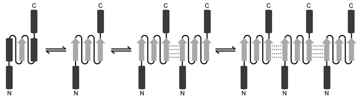 Passage Spinocerebellar ataxia 3 (SCA3)  is a neurodegenerative disease that manifests as a progressive decrease in coordination of limbs and frequently results in impaired speech and eye coordination.  It is associated with extension of the polyglutamine (polyQ)  region of the ataxin-3 protein.  The polyQ region is encoded by a series of consecutive CAG codons known as poly-CAG repeats.  These regions vary in length from one person to another, ranging from as few as 10 to as many as 80 repeats.  SCA3 has been reported in patients with polyQ regions exceeding ~55 repeats, and increased polyQ length correlates with earlier onset of the disease and greater clinical severity.Circular dichroism (CD)  is a method of assessing protein secondary structure.  It measures a molecule's ability to absorb left- and right-handed circularly polarized light of varying wavelengths.  The absorption difference is known as  ellipticity,  denoted by Δε.  Alpha-helices have a maximum Δε at 190 nm, and beta-sheets have a maximum Δε at 200 nm.CD results show that as the length of the ataxin-3 polyQ region increases, alpha-helical nature is lost and the protein aggregates, ultimately precipitating out of solution and depositing in brain and other tissues.  Furthermore, as proteins aggregate, they form beta-sheets.  These beta-sheets are in the parallel orientation, and each sheet can interact with sheets in other proteins to form long, insoluble structures known as amyloid fibers (Figure 1) .    <strong>Figure 1</strong>  Depiction of the ataxin-3 polyQ region shifting from alpha-helical (cylinders)  to beta-sheet (arrows)  structure and aggregatingGlutamine can be encoded by both CAG and CAA codons.  Researchers investigated survival rates in fruit flies expressing ataxin-3 with polyQ regions of equal length encoded by either CAG-CAG or CAA-CAG repeats (Table 1) .  The protein products had identical amino acid sequences.<strong>Table 1</strong>  Fruit Fly Survival Rates Relative to Ataxin-3 Expression    Adapted from Bevivino AE, Loll PJ. An expanded glutamine repeat destabilizes native ataxin-3 structure and mediates formation of parallel beta -fibrils. Proc Natl Acad Sci USA. 2001;98(21) :11955-60. -Why might ataxin-3 aggregates become insoluble? A) The change in conformation from alpha-helix to beta-sheet exposes hydrophobic residues. B) The conformational change from alpha-helix to beta-sheet disrupts side-chain ionic interactions. C) Interactions between glutamine side chains exclude them from interacting with water. D) Beta-sheets expose more of the hydrophobic protein backbone than do alpha-helices.
