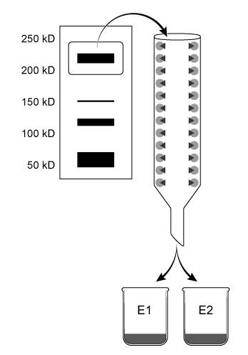 Passage Aldehyde dehydrogenase 2 (ALDH2)  is essential for the oxidation of toxic aldehydes, and uses NAD<sup>+</sup> as the oxidizing agent.  Mitochondrial ALDH2 exists as a 220-kD homotetrameric protein containing a catalytic, nucleotide-binding, and coenzyme-binding domain.  The most prevalent ALDH2 mutation (ALDH2*2)  involves an E to K (E478K)  substitution in the catalytic domain that leads to decreased enzymatic activity.Scientists hypothesize that Asian populations have higher rates of ALDH2*2 incidence.  The properties of ALDH2 variants in Caucasian and Japanese populations were analyzed in the following experiments.Experiment 1Mitochondrial extracts from both populations were combined in a single mixture and separated by native gel electrophoresis.  Proteins 210-230 kD in size were removed from the agarose gel and further isolated using affinity columns with antibodies designed to separate wild-type ALDH2 from ALDH2*2 by binding the catalytic domain of the wild-type but not the mutant protein.  Concentrated eluates E1 and E2 were produced by washing the affinity columns with buffers that remove unbound proteins and dislodge bound proteins from antibodies, respectively (Figure 1) .    <strong>Figure 1</strong>  Purification of ALDH2 proteinsALDH2 activity in each eluate was quantified by adding acetaldehyde and NAD<sup>+</sup>, and then monitoring the rate of NADH production.  The results are shown in Figure 2.    <strong>Figure 2</strong>  Enzymatic activity of E1 and E2 eluatesExperiment 2Researchers predict that mutations at conserved amino acid sites containing S or T may prevent ALDH2 from being phosphorylated by protein kinase C epsilon (εPKC) .  The activity of wild-type ALDH2 (WT)  and ALDH2 mutants with substitutions at positions T185 and S279 in the presence or absence of εPKC are summarized in Table 1.<strong>Table 1</strong>  Effect of εPKC on ALDH2 Variants    Adapted from Chen CH, Ferreira JC, Gross ER, Mochly-rosen D. Targeting aldehyde dehydrogenase 2: new therapeutic opportunities. Physiol Rev. 2014;94(1) :1-34. -Scientists could confirm that Asian populations have higher rates of ALDH2*2 mutations if they discovered which of the following? A) The proteins in E2 were exclusively from Asian samples. B) None of the proteins in E1 were from Caucasian samples. C) Only WT-ALDH2 proteins were eluted from the affinity column. D) ALDH2*2 proteins were eluted first from the affinity column.