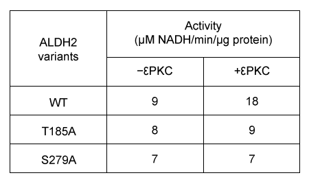 Passage Aldehyde dehydrogenase 2 (ALDH2)  is essential for the oxidation of toxic aldehydes, and uses NAD<sup>+</sup> as the oxidizing agent.  Mitochondrial ALDH2 exists as a 220-kD homotetrameric protein containing a catalytic, nucleotide-binding, and coenzyme-binding domain.  The most prevalent ALDH2 mutation (ALDH2*2)  involves an E to K (E478K)  substitution in the catalytic domain that leads to decreased enzymatic activity.Scientists hypothesize that Asian populations have higher rates of ALDH2*2 incidence.  The properties of ALDH2 variants in Caucasian and Japanese populations were analyzed in the following experiments.Experiment 1Mitochondrial extracts from both populations were combined in a single mixture and separated by native gel electrophoresis.  Proteins 210-230 kD in size were removed from the agarose gel and further isolated using affinity columns with antibodies designed to separate wild-type ALDH2 from ALDH2*2 by binding the catalytic domain of the wild-type but not the mutant protein.  Concentrated eluates E1 and E2 were produced by washing the affinity columns with buffers that remove unbound proteins and dislodge bound proteins from antibodies, respectively (Figure 1) .    <strong>Figure 1</strong>  Purification of ALDH2 proteinsALDH2 activity in each eluate was quantified by adding acetaldehyde and NAD<sup>+</sup>, and then monitoring the rate of NADH production.  The results are shown in Figure 2.    <strong>Figure 2</strong>  Enzymatic activity of E1 and E2 eluatesExperiment 2Researchers predict that mutations at conserved amino acid sites containing S or T may prevent ALDH2 from being phosphorylated by protein kinase C epsilon (εPKC) .  The activity of wild-type ALDH2 (WT)  and ALDH2 mutants with substitutions at positions T185 and S279 in the presence or absence of εPKC are summarized in Table 1.<strong>Table 1</strong>  Effect of εPKC on ALDH2 Variants    Adapted from Chen CH, Ferreira JC, Gross ER, Mochly-rosen D. Targeting aldehyde dehydrogenase 2: new therapeutic opportunities. Physiol Rev. 2014;94(1) :1-34. -Scientists could confirm that Asian populations have higher rates of ALDH2*2 mutations if they discovered which of the following? A) The proteins in E2 were exclusively from Asian samples. B) None of the proteins in E1 were from Caucasian samples. C) Only WT-ALDH2 proteins were eluted from the affinity column. D) ALDH2*2 proteins were eluted first from the affinity column.
