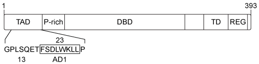 Passage The tumor suppressor p53 is a homotetrameric protein with an N-terminal transactivation domain (TAD) , a proline-rich domain, a DNA-binding domain (DBD) , a tetramerization domain (TD) , and a C-terminal regulatory domain (REG)  on each subunit (Figure 1) .    <strong>Figure 1</strong>  Organization of the p53 domains (1-393 amino acids) Human double minute 2 (Hdm2)  is a lysine-specific ubiquitin protein ligase that can change the half-life of some proteins, including p53, by signaling for their proteolytic cleavage.  Under normal circumstances, Hdm2 binds p53 at the AD1 region within the TAD and attaches ubiquitin to a lysine residue.  However, errors in DNA replication induce the phosphorylation of residue T18 on p53, which inhibits p53's association with Hdm2.  The overexpression of Hdm2 has been correlated with the downregulation of tumor suppressor p53 in certain types of cancers.  Changes in the NMR chemical shift (ppm)  of amino acids in the AD1 region shown in Figure 2 provide evidence for the formation of a p53-Hdm2 complex.    <strong>Figure 2</strong>  <sup>1</sup>H NMR spectrum of the AD1 region in <sup>15</sup>N-labeled p53 during G<sub>0</sub> and G<sub>2</sub> phases of the cell cycleHdm2 also binds to Nedd8 ultimate buster 1 (NUB1) , which enhances signaling for the degradation of Nedd8 proteins.  Preliminary data suggest that Hdm2 interacts differently with wild-type NUB1 (WTNUB1)  than with mutant K159RNUB1.  To assess the effect of Hdm2 on NUB1 and p53, the half-lives of p53 and Nedd8 protein variants were compared in cells that overexpress Hdm2 (Figure 3) .    <strong>Figure 3</strong>  Half-lives of p53, phosphorylated p53 (p53-PO<sub>4</sub>) , and Nedd-8 proteins in cells with wild-type or mutant NUB1 over time Adapted from Ferreon JC, Lee CW, Arai M, Martinez-yamout MA, Dyson HJ, Wright PE. Cooperative regulation of p53 by modulation of ternary complex formation with CBP/p300 and HDM2. Proc Natl Acad Sci USA. 2009;106(16) :6591-6. -P53 displays positive cooperativity when it binds to promoters on DNA.  Which statement regarding p53 structure and function accurately explains this observation? A) The DBD subunits bind individually to DNA and have independent binding affinities. B) Phosphorylation of the REG increases the affinity of the DBD for DNA. C) The affinity of one DBD subunit for DNA increases as adjacent subunits bind to the DNA. D) Once the first promoter is bound, the binding affinity of the DBD decreases.