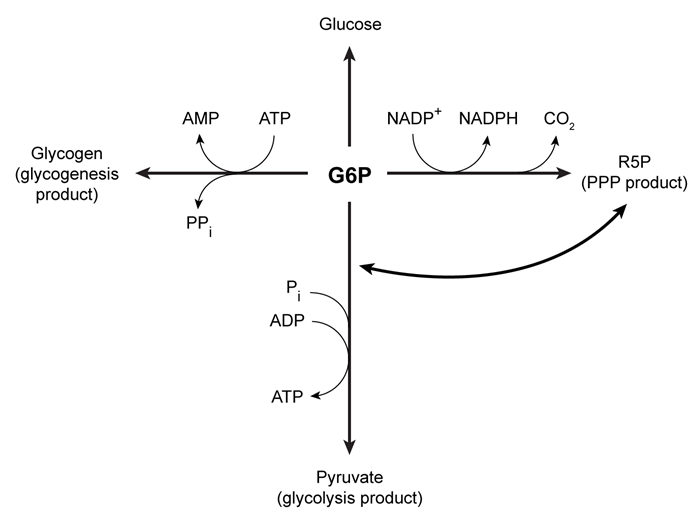 Passage Upon entering muscle cells, glucose is immediately phosphorylated by hexokinase to produce glucose 6-phosphate (G6P) .  This phosphorylation event prevents glucose from exiting the cell.  G6P may then enter one of three metabolic pathways, depending on the needs of the cell (Figure 1) .    <strong>Figure 1</strong>  Three potential fates of G6P, determined by the needs of the cellUnder low ATP conditions, G6P enters glycolysis, where it is converted to two pyruvate molecules.  The energy released in this process produces a net total of two ATP molecules per glucose molecule consumed.  The resulting pyruvate molecules can then enter the mitochondria, where they participate in additional metabolic reactions that produce more ATP.When the cell experiences oxidative stress, G6P enters the pentose phosphate pathway (PPP)  and produces NADPH, a reducing agent.  During this process, G6P loses one carbon atom in the form of CO<sub>2</sub> and is converted to ribose 5-phosphate (R5P) , which is required for nucleotide synthesis.  In addition to low NADPH conditions, G6P may also enter the PPP during replication, when nucleotides are needed for DNA synthesis.  If nucleotides are not needed but energy is, R5P can be converted back to glycolytic intermediates and reenter glycolysis.  Each glucose molecule that is converted to R5P prior to glycolysis yields an average of 1.67 ATP molecules.When all the cell's metabolic requirements are met, additional G6P can enter glycogenesis and produce glycogen, which stores glucose for later use; this process consumes ATP.  When signal molecules bind G protein-coupled receptors on muscle cells, glycogenolysis is activated to release individual monomers from glycogen, allowing them to enter the appropriate pathway. -The glycogen branching enzyme forms a glycosidic bond between carbon 1 on the incoming glucose monomer and which of the following? A) Carbon 3 on a glucose unit of the growing chain B) Carbon 4 on a glucose unit of the growing chain C) Carbon 5 on a glucose unit of the growing chain D) Carbon 6 on a glucose unit of the growing chain