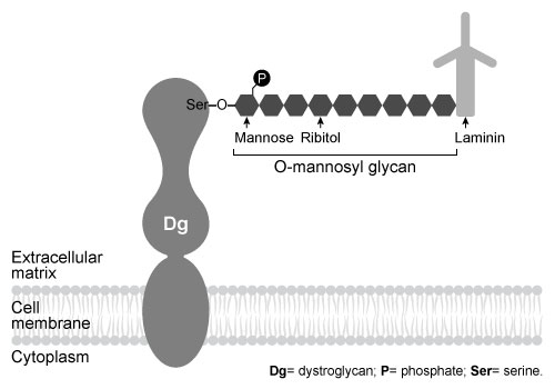 Passage Dystroglycan (Dg)  is a transmembrane protein that mediates interactions between the cytoskeleton and the extracellular matrix (ECM) .  It binds the ECM protein laminin in an interaction that is required for intercellular communication and muscle membrane structural stability.  The Dg-laminin interaction is facilitated by a long carbohydrate chain called an O-mannosyl glycan, which is covalently linked to Dg (Figure 1) .    <strong>Figure 1</strong>  Schematic of interaction between Dg and laminin, mediated by the Dg-linked O-mannosyl glycanThe O-mannosyl glycan is added to Dg by a series of enzymes called glycosyltransferases.  The first enzyme in this series, protein O-mannosyltransferase (POMT) , attaches D-mannose to the hydroxyl groups of serine and threonine residues in an α-linkage through the anomeric carbon.  The next sugar in the chain then forms a β-1,4 linkage to the mannose residue, followed by several more steps to produce the full glycan.  Genetic inactivation of any of the enzymes in the pathway results in an incomplete glycan and failure to bind laminin, and is the underlying cause of several severe forms of muscular dystrophy known as dystroglycanopathies.Researchers investigating dystroglycanopathies recently discovered the functions of two enzymes in the pathway:  protein O-mannose kinase (POMK)  and fukutin.  POMK phosphorylates Dg-linked mannose at carbon 6, and fukutin adds the sugar ribitol 5-phosphate to the glycan chain.  To assess the roles of POMK and fukutin relative to each other, scientists conducted experiments in which lysates from muscle cells deficient in either POMK or fukutin were incubated with <sup>32</sup>P-labeled ATP or <sup>3</sup>H-labeled activated ribitol 5-phosphate.  Combined lysates containing both fukutin and POMK were also tested.  Dg was then purified and detected by autoradiography and western blot using an antibody against Dg, as shown in Figure 2.    <strong>Figure 2</strong>  Autoradiograms and western blots of Dg purified from lysates incubated with <sup>32</sup>P-labeled ATP or <sup>3</sup>H-labeled ribitol 5-phosphate Adapted from Kanagawa M, Kobayashi K, Tajiri M, et al. Identification of a Post-translational Modification with Ribitol-Phosphate and Its Defect in Muscular Dystrophy. Cell Rep. 2016;14(9) :2209-23. -What was the purpose of the western blot in Figure 2? A) It confirmed the presence of Dg in all lanes (positive control) . B) It showed that the molecular weight of Dg increases when enzymes are absent (dependent variable) . C) It demonstrated experimental conditions for each lane (independent variable) . D) It showed unmodified Dg (negative control) .