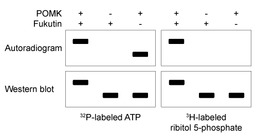 Passage Dystroglycan (Dg)  is a transmembrane protein that mediates interactions between the cytoskeleton and the extracellular matrix (ECM) .  It binds the ECM protein laminin in an interaction that is required for intercellular communication and muscle membrane structural stability.  The Dg-laminin interaction is facilitated by a long carbohydrate chain called an O-mannosyl glycan, which is covalently linked to Dg (Figure 1) .    <strong>Figure 1</strong>  Schematic of interaction between Dg and laminin, mediated by the Dg-linked O-mannosyl glycanThe O-mannosyl glycan is added to Dg by a series of enzymes called glycosyltransferases.  The first enzyme in this series, protein O-mannosyltransferase (POMT) , attaches D-mannose to the hydroxyl groups of serine and threonine residues in an α-linkage through the anomeric carbon.  The next sugar in the chain then forms a β-1,4 linkage to the mannose residue, followed by several more steps to produce the full glycan.  Genetic inactivation of any of the enzymes in the pathway results in an incomplete glycan and failure to bind laminin, and is the underlying cause of several severe forms of muscular dystrophy known as dystroglycanopathies.Researchers investigating dystroglycanopathies recently discovered the functions of two enzymes in the pathway:  protein O-mannose kinase (POMK)  and fukutin.  POMK phosphorylates Dg-linked mannose at carbon 6, and fukutin adds the sugar ribitol 5-phosphate to the glycan chain.  To assess the roles of POMK and fukutin relative to each other, scientists conducted experiments in which lysates from muscle cells deficient in either POMK or fukutin were incubated with <sup>32</sup>P-labeled ATP or <sup>3</sup>H-labeled activated ribitol 5-phosphate.  Combined lysates containing both fukutin and POMK were also tested.  Dg was then purified and detected by autoradiography and western blot using an antibody against Dg, as shown in Figure 2.    <strong>Figure 2</strong>  Autoradiograms and western blots of Dg purified from lysates incubated with <sup>32</sup>P-labeled ATP or <sup>3</sup>H-labeled ribitol 5-phosphate Adapted from Kanagawa M, Kobayashi K, Tajiri M, et al. Identification of a Post-translational Modification with Ribitol-Phosphate and Its Defect in Muscular Dystrophy. Cell Rep. 2016;14(9) :2209-23. -What was the purpose of the western blot in Figure 2? A) It confirmed the presence of Dg in all lanes (positive control) . B) It showed that the molecular weight of Dg increases when enzymes are absent (dependent variable) . C) It demonstrated experimental conditions for each lane (independent variable) . D) It showed unmodified Dg (negative control) .