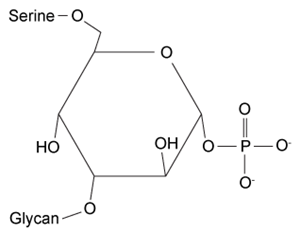 <strong>Passage Dystroglycan (Dg) is a transmembrane protein that mediates interactions between the cytoskeleton and the extracellular matrix (ECM).  It binds the ECM protein laminin in an interaction that is required for intercellular communication and muscle membrane structural stability.  The Dg-laminin interaction is facilitated by a long carbohydrate chain called an O-mannosyl glycan, which is covalently linked to Dg (Figure 1).   <strong>Figure 1</strong>  Schematic of interaction between Dg and laminin, mediated by the Dg-linked O-mannosyl glycanThe O-mannosyl glycan is added to Dg by a series of enzymes called glycosyltransferases.  The first enzyme in this series, protein O-mannosyltransferase (POMT), attaches D-mannose to the hydroxyl groups of serine and threonine residues in an α-linkage through the anomeric carbon.  The next sugar in the chain then forms a β-1,4 linkage to the mannose residue, followed by several more steps to produce the full glycan.  Genetic inactivation of any of the enzymes in the pathway results in an incomplete glycan and failure to bind laminin, and is the underlying cause of several severe forms of muscular dystrophy known as dystroglycanopathies.Researchers investigating dystroglycanopathies recently discovered the functions of two enzymes in the pathway:  protein O-mannose kinase (POMK) and fukutin.  POMK phosphorylates Dg-linked mannose at carbon 6, and fukutin adds the sugar ribitol 5-phosphate to the glycan chain.  To assess the roles of POMK and fukutin relative to each other, scientists conducted experiments in which lysates from muscle cells deficient in either POMK or fukutin were incubated with <sup>32</sup>P-labeled ATP or <sup>3</sup>H-labeled activated ribitol 5-phosphate.  Combined lysates containing both fukutin and POMK were also tested.  Dg was then purified and detected by autoradiography and western blot using an antibody against Dg, as shown in Figure 2.   <strong>Figure 2</strong>  Autoradiograms and western blots of Dg purified from lysates incubated with <sup>32</sup>P-labeled ATP or <sup>3</sup>H-labeled ribitol 5-phosphate Adapted from Kanagawa M, Kobayashi K, Tajiri M, et al. Identification of a Post-translational Modification with Ribitol-Phosphate and Its Defect in Muscular Dystrophy. Cell Rep. 2016;14(9):2209-23. Which of the following structures could represent the completed O-mannosyl glycan?</strong> A)   B)   C)   D)   <div style=padding-top: 35px> 