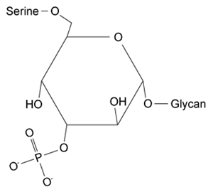 <strong>Passage Dystroglycan (Dg) is a transmembrane protein that mediates interactions between the cytoskeleton and the extracellular matrix (ECM).  It binds the ECM protein laminin in an interaction that is required for intercellular communication and muscle membrane structural stability.  The Dg-laminin interaction is facilitated by a long carbohydrate chain called an O-mannosyl glycan, which is covalently linked to Dg (Figure 1).   <strong>Figure 1</strong>  Schematic of interaction between Dg and laminin, mediated by the Dg-linked O-mannosyl glycanThe O-mannosyl glycan is added to Dg by a series of enzymes called glycosyltransferases.  The first enzyme in this series, protein O-mannosyltransferase (POMT), attaches D-mannose to the hydroxyl groups of serine and threonine residues in an α-linkage through the anomeric carbon.  The next sugar in the chain then forms a β-1,4 linkage to the mannose residue, followed by several more steps to produce the full glycan.  Genetic inactivation of any of the enzymes in the pathway results in an incomplete glycan and failure to bind laminin, and is the underlying cause of several severe forms of muscular dystrophy known as dystroglycanopathies.Researchers investigating dystroglycanopathies recently discovered the functions of two enzymes in the pathway:  protein O-mannose kinase (POMK) and fukutin.  POMK phosphorylates Dg-linked mannose at carbon 6, and fukutin adds the sugar ribitol 5-phosphate to the glycan chain.  To assess the roles of POMK and fukutin relative to each other, scientists conducted experiments in which lysates from muscle cells deficient in either POMK or fukutin were incubated with <sup>32</sup>P-labeled ATP or <sup>3</sup>H-labeled activated ribitol 5-phosphate.  Combined lysates containing both fukutin and POMK were also tested.  Dg was then purified and detected by autoradiography and western blot using an antibody against Dg, as shown in Figure 2.   <strong>Figure 2</strong>  Autoradiograms and western blots of Dg purified from lysates incubated with <sup>32</sup>P-labeled ATP or <sup>3</sup>H-labeled ribitol 5-phosphate Adapted from Kanagawa M, Kobayashi K, Tajiri M, et al. Identification of a Post-translational Modification with Ribitol-Phosphate and Its Defect in Muscular Dystrophy. Cell Rep. 2016;14(9):2209-23. Which of the following structures could represent the completed O-mannosyl glycan?</strong> A)   B)   C)   D)   <div style=padding-top: 35px> 