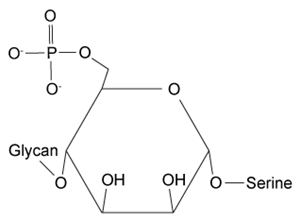 <strong>Passage Dystroglycan (Dg) is a transmembrane protein that mediates interactions between the cytoskeleton and the extracellular matrix (ECM).  It binds the ECM protein laminin in an interaction that is required for intercellular communication and muscle membrane structural stability.  The Dg-laminin interaction is facilitated by a long carbohydrate chain called an O-mannosyl glycan, which is covalently linked to Dg (Figure 1).   <strong>Figure 1</strong>  Schematic of interaction between Dg and laminin, mediated by the Dg-linked O-mannosyl glycanThe O-mannosyl glycan is added to Dg by a series of enzymes called glycosyltransferases.  The first enzyme in this series, protein O-mannosyltransferase (POMT), attaches D-mannose to the hydroxyl groups of serine and threonine residues in an α-linkage through the anomeric carbon.  The next sugar in the chain then forms a β-1,4 linkage to the mannose residue, followed by several more steps to produce the full glycan.  Genetic inactivation of any of the enzymes in the pathway results in an incomplete glycan and failure to bind laminin, and is the underlying cause of several severe forms of muscular dystrophy known as dystroglycanopathies.Researchers investigating dystroglycanopathies recently discovered the functions of two enzymes in the pathway:  protein O-mannose kinase (POMK) and fukutin.  POMK phosphorylates Dg-linked mannose at carbon 6, and fukutin adds the sugar ribitol 5-phosphate to the glycan chain.  To assess the roles of POMK and fukutin relative to each other, scientists conducted experiments in which lysates from muscle cells deficient in either POMK or fukutin were incubated with <sup>32</sup>P-labeled ATP or <sup>3</sup>H-labeled activated ribitol 5-phosphate.  Combined lysates containing both fukutin and POMK were also tested.  Dg was then purified and detected by autoradiography and western blot using an antibody against Dg, as shown in Figure 2.   <strong>Figure 2</strong>  Autoradiograms and western blots of Dg purified from lysates incubated with <sup>32</sup>P-labeled ATP or <sup>3</sup>H-labeled ribitol 5-phosphate Adapted from Kanagawa M, Kobayashi K, Tajiri M, et al. Identification of a Post-translational Modification with Ribitol-Phosphate and Its Defect in Muscular Dystrophy. Cell Rep. 2016;14(9):2209-23. Which of the following structures could represent the completed O-mannosyl glycan?</strong> A)   B)   C)   D)   <div style=padding-top: 35px> 