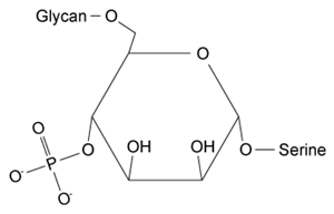 <strong>Passage Dystroglycan (Dg) is a transmembrane protein that mediates interactions between the cytoskeleton and the extracellular matrix (ECM).  It binds the ECM protein laminin in an interaction that is required for intercellular communication and muscle membrane structural stability.  The Dg-laminin interaction is facilitated by a long carbohydrate chain called an O-mannosyl glycan, which is covalently linked to Dg (Figure 1).   <strong>Figure 1</strong>  Schematic of interaction between Dg and laminin, mediated by the Dg-linked O-mannosyl glycanThe O-mannosyl glycan is added to Dg by a series of enzymes called glycosyltransferases.  The first enzyme in this series, protein O-mannosyltransferase (POMT), attaches D-mannose to the hydroxyl groups of serine and threonine residues in an α-linkage through the anomeric carbon.  The next sugar in the chain then forms a β-1,4 linkage to the mannose residue, followed by several more steps to produce the full glycan.  Genetic inactivation of any of the enzymes in the pathway results in an incomplete glycan and failure to bind laminin, and is the underlying cause of several severe forms of muscular dystrophy known as dystroglycanopathies.Researchers investigating dystroglycanopathies recently discovered the functions of two enzymes in the pathway:  protein O-mannose kinase (POMK) and fukutin.  POMK phosphorylates Dg-linked mannose at carbon 6, and fukutin adds the sugar ribitol 5-phosphate to the glycan chain.  To assess the roles of POMK and fukutin relative to each other, scientists conducted experiments in which lysates from muscle cells deficient in either POMK or fukutin were incubated with <sup>32</sup>P-labeled ATP or <sup>3</sup>H-labeled activated ribitol 5-phosphate.  Combined lysates containing both fukutin and POMK were also tested.  Dg was then purified and detected by autoradiography and western blot using an antibody against Dg, as shown in Figure 2.   <strong>Figure 2</strong>  Autoradiograms and western blots of Dg purified from lysates incubated with <sup>32</sup>P-labeled ATP or <sup>3</sup>H-labeled ribitol 5-phosphate Adapted from Kanagawa M, Kobayashi K, Tajiri M, et al. Identification of a Post-translational Modification with Ribitol-Phosphate and Its Defect in Muscular Dystrophy. Cell Rep. 2016;14(9):2209-23. Which of the following structures could represent the completed O-mannosyl glycan?</strong> A)   B)   C)   D)   <div style=padding-top: 35px> 